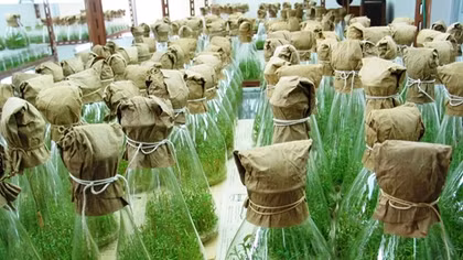 Nhiều giống cây nguyên liệu giấy cho năng suất, chất lượng cao từ ứng dụng công nghệ