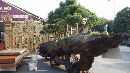 "Hoa mắt" ngắm cây cảnh tiền tỷ
