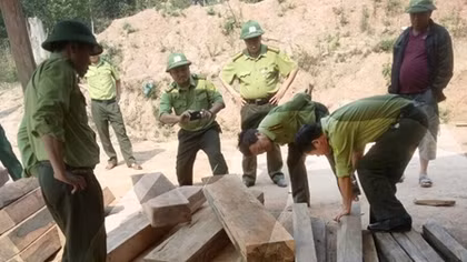 Xử lý nghiêm vụ phá rừng thuộc Vườn quốc gia Phong Nha Kẻ Bàng