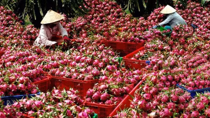 Xuất khẩu nông sản, tránh “bỏ trứng vào một giỏ”