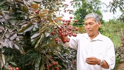 Thủ tướng yêu cầu Bộ NN&PTNT xem xét bảo hộ giống nhãn tím quý
