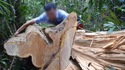 Vì sao rừng Bắc Trà My liên tục bị tàn phá?