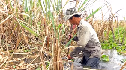 Vụ mía “đắng” tại “vương quốc mía” của miền Tây