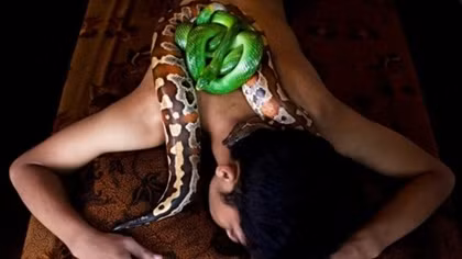 Rắn độc "khủng" bò quanh cơ thể massage chữa bệnh với 7 triệu đồng/lượt