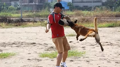 Hốt bạc nghề dạy thú cưng