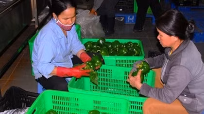 “Thủ phủ rau” khan hiếm hàng, giá tăng chóng mặt