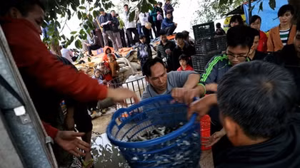 Điều tra việc phóng sinh sinh vật ngoại lai vào sông Hồng