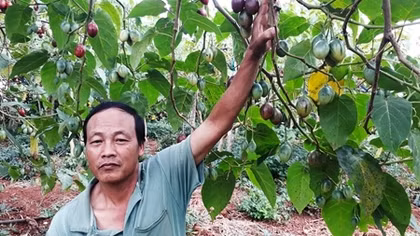 Sạt nghiệp vì trồng cây Magic S