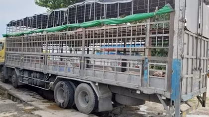 Xử lý nghiêm việc buôn bán lợn bệnh, lợn chết