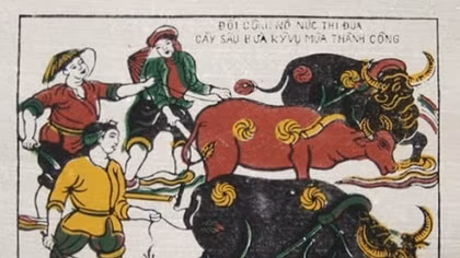 Đón Tết năm trâu, rủ nhau đụng lợn