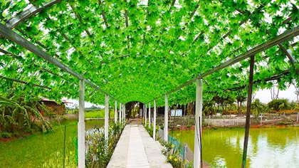 Một ngày "tập làm nông dân" tại nông trang xanh FLC Vĩnh Phúc