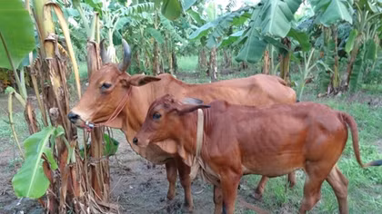 Bắt bò để... đòi bồi thường danh dự cho người