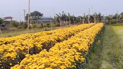 Làng hoa Hạ Lôi những ngày cách ly