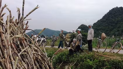 Nhọc nhằn nghề phu mía