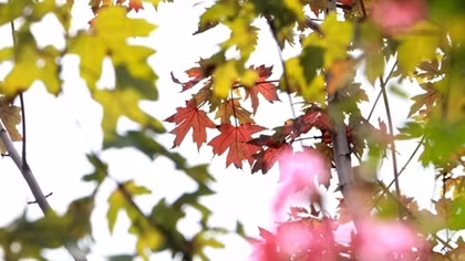 Lạ lẫm cảnh tượng trời Âu giữa lòng Hà Nội
