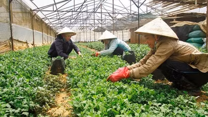 Chỉ có 1% doanh nghiệp rót vốn vào nông nghiệp