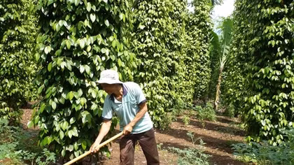 Hồ tiêu lại đối mặt với nguy cơ phải “giải cứu”