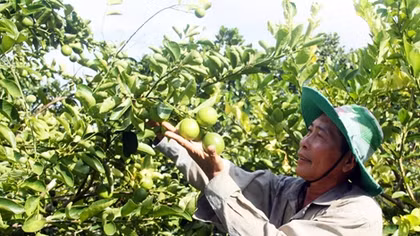 Giải “bài toán” tiêu thụ nông sản cho vùng đồng bằng sông Cửu Long