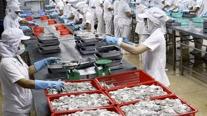 Bất cập khi doanh nghiệp chế biến thuỷ sản bị áp thuế thu nhập doanh nghiệp 20%