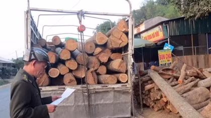 Không “nương tay” với lâm tặc