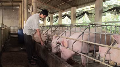 Tạo điều kiện tối đa cho xuất khẩu thịt lợn