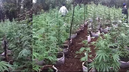 Bắt quả tang vụ tàng trữ heroin và trồng hàng trăm cây cần sa
