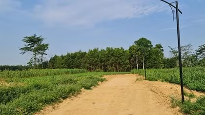 Cần làm rõ việc ồ ạt chuyển đổi đất trồng cây hàng năm để phân lô, bán nền