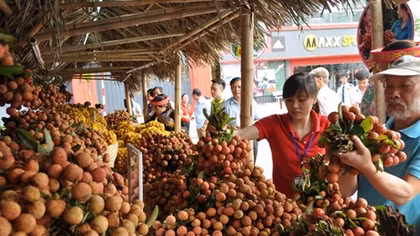 Giá vải thiều Bắc Giang lên đến 35000đ/kg
