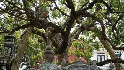 Độc đáo cây nhãn tổ Hưng Yên
