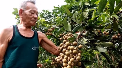 Được mùa, nông dân trồng nhãn vẫn buồn