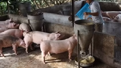 Giá lợn hơi ở Đồng Nai tăng cao do bị “làm giá”