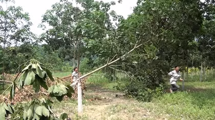 Ráo riết điều tra thủ phạm chặt phá hàng trăm cây cao su