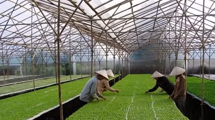Đầu tư vào nông nghiệp công nghệ cao: Làm gì để hiệu quả?