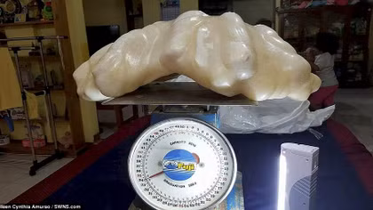 Viên ngọc trai khổng lồ dài 0,7m có giá 100 triệu USD