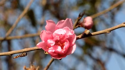 Hoa đào bùng nở trong nắng đông