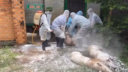Các tỉnh Tây Nguyên triển khai nhiều biện pháp phòng, chống dịch tả lợn