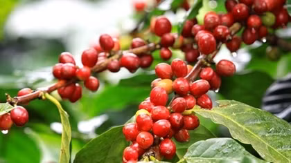 Ngăn chặn tình trạng trộm cắp cà phê tại các tỉnh Tây Nguyên