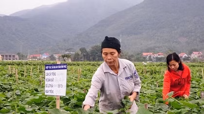 Thực thi quyền sở hữu trí tuệ là bảo vệ quyền lợi cho doanh nghiệp và cơ sở sản xuất kinh doanh