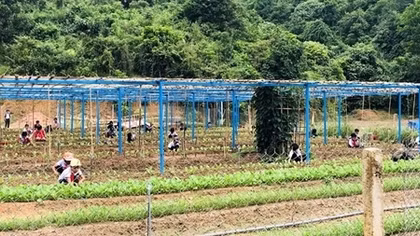 Trồng rau, nuôi lợn cải thiện bữa ăn cho học sinh miền núi Quảng Nam