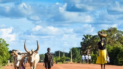 Cuộc chiến đổi bò lấy cô dâu tuổi teen ở Nam Sudan