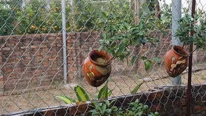Quất cảnh bonsai hút hàng dịp cuối năm