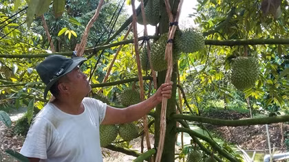 Sầu riêng rớt giá, nhà vườn kêu “trời”
