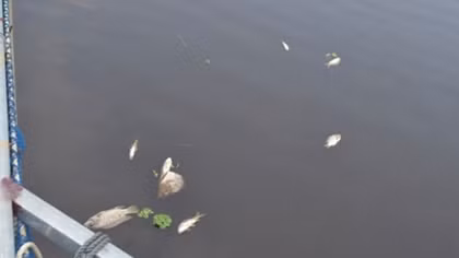Cá chết hàng loạt trên sông Bùng
