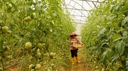 Rau Trung Quốc “thay áo” Đà Lạt bán giá cao