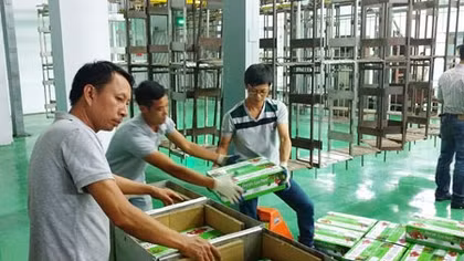 Vải thiều được chiếu xạ tại Hà Nội - Rộng đường xuất ngoại