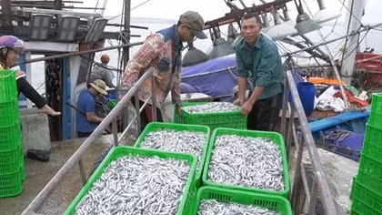 Ngư dân Quảng Trị “trúng đậm” cá cơm đầu năm