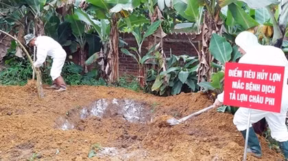 Dịch tả lợn châu Phi lan rộng ở 62 tỉnh, thành