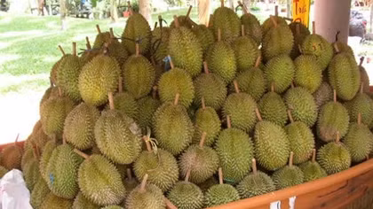 Kẻ lừa bán hai vườn sầu riêng không phải của mình ra đầu thú