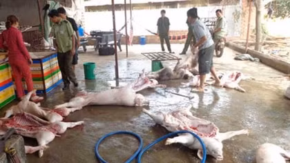 Phát hiện 2 cơ sở giết mổ heo trái phép