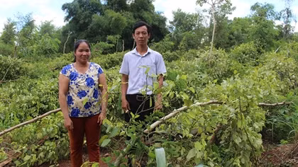 Hàng trăm người dân Bình Phước điêu đứng sau cơn lốc lớn
